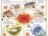 Trans fats and cardiovascular health: What is the current situation?
