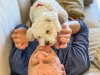 The Health and Mood-Boosting Benefits of Pets