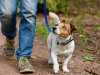 Health Benefits of Walks with Your Dog