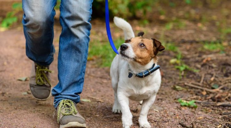 Health Benefits of Walks with Your Dog