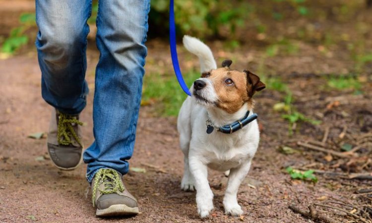 Health Benefits of Walks with Your Dog